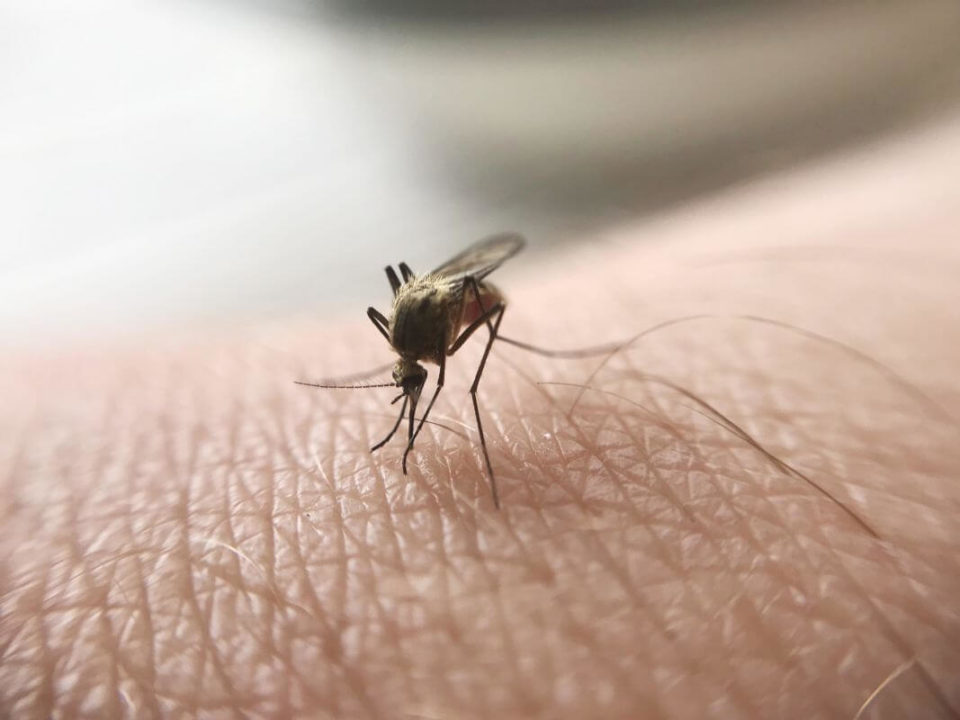 Profilaktyka Malarii