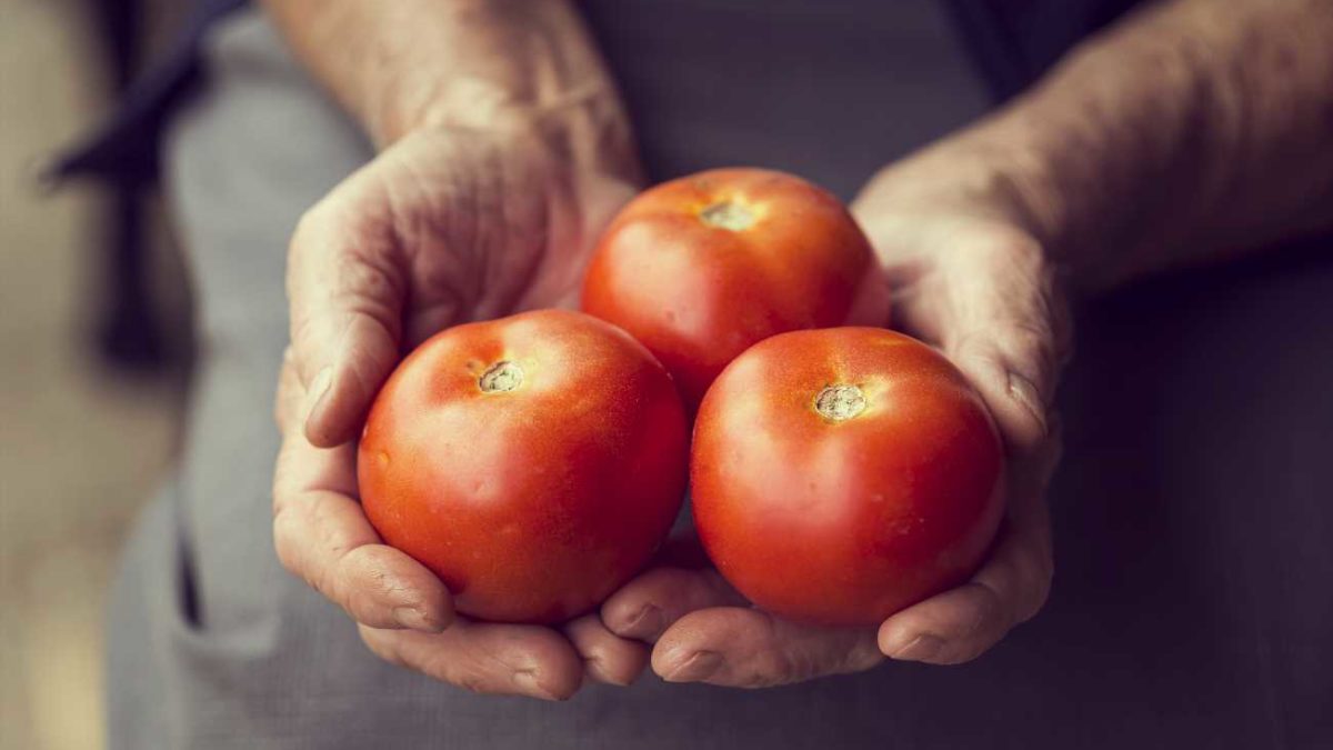 uczulenie na pomidory